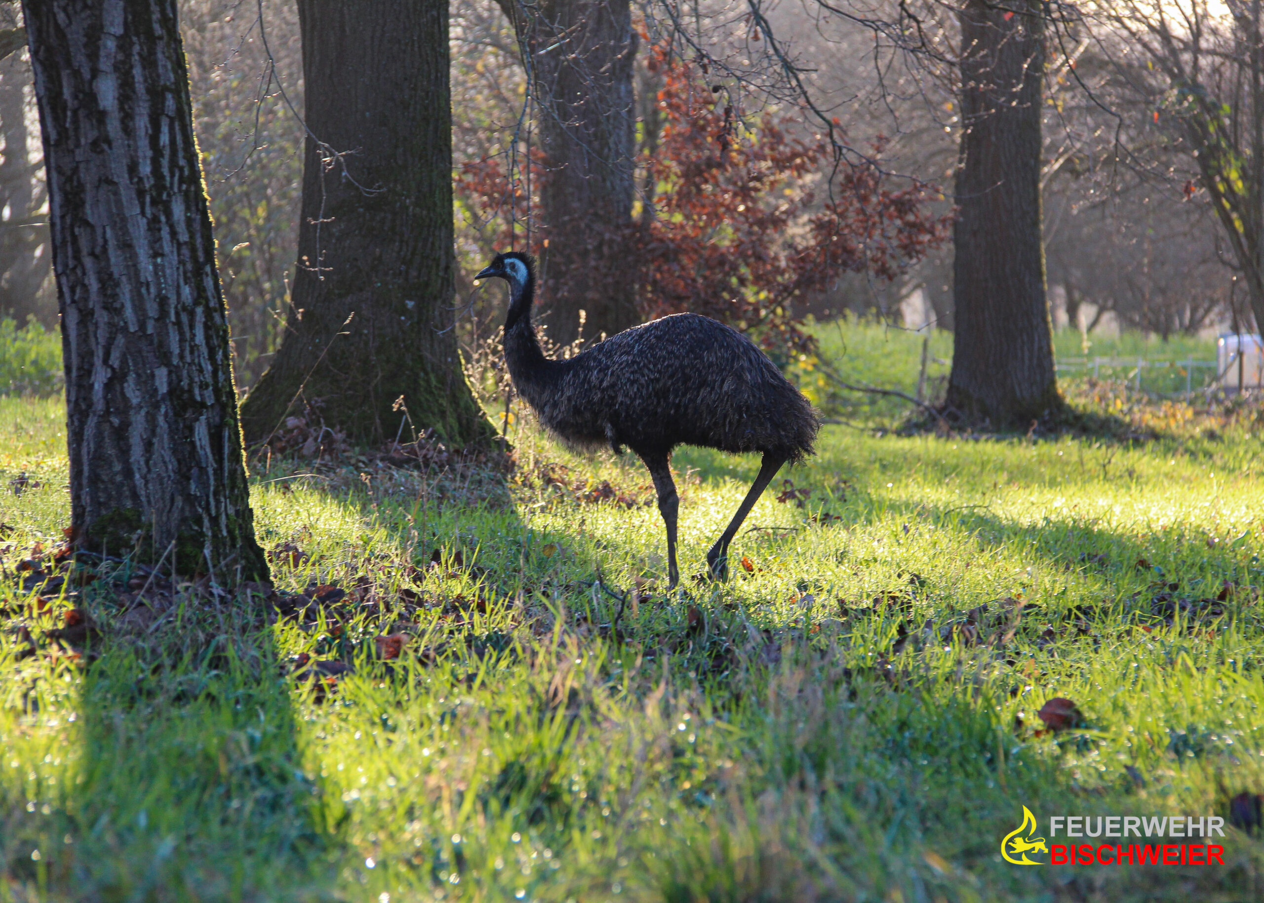 Einsatz 201920 (4) ©Feuerwehr Bischweier